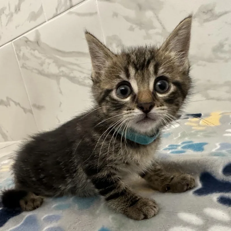 A baby small-sized male Brown / Chocolate Domestic Short Hair cat named Rocket for adoption in Huntsville, AL