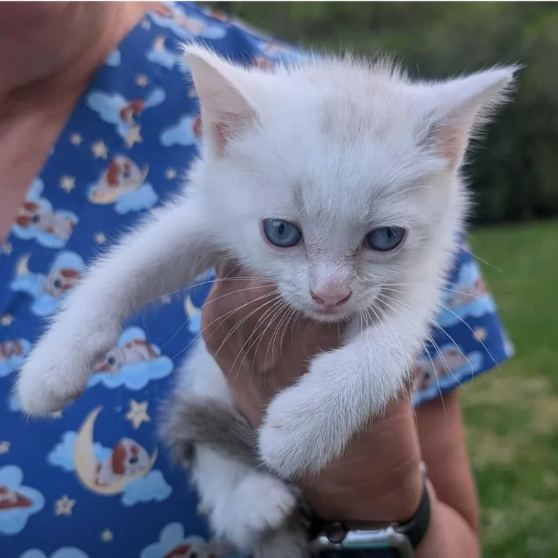 A baby small-sized female White Domestic Short Hair cat named Mary Ann for adoption in Jefferson city, TN