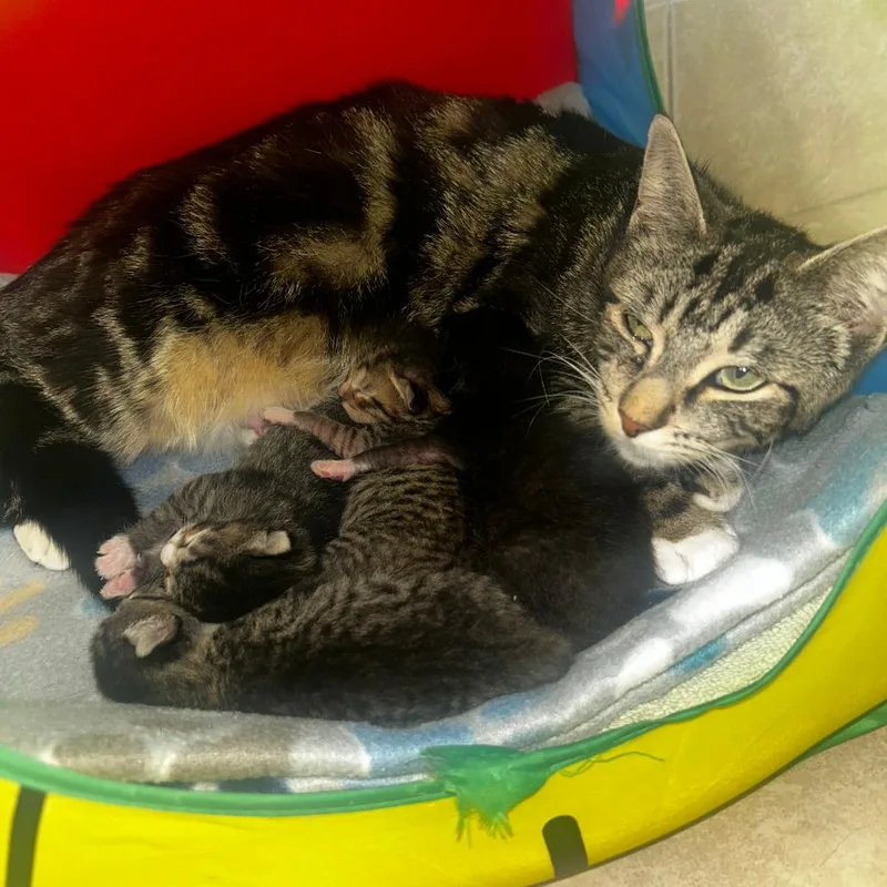 A baby medium-sized female Brown / Chocolate Domestic Short Hair cat named Margo for adoption in Fort Lauderdale, FL