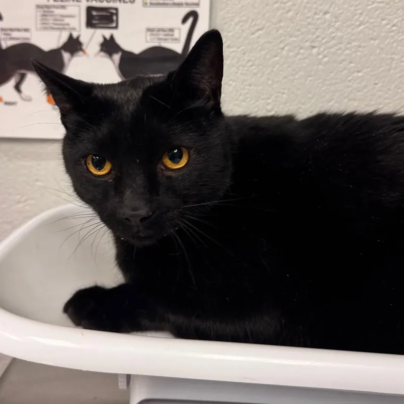 An adult large-sized male Black Domestic Short Hair cat named Evan for adoption in Birdsboro, PA