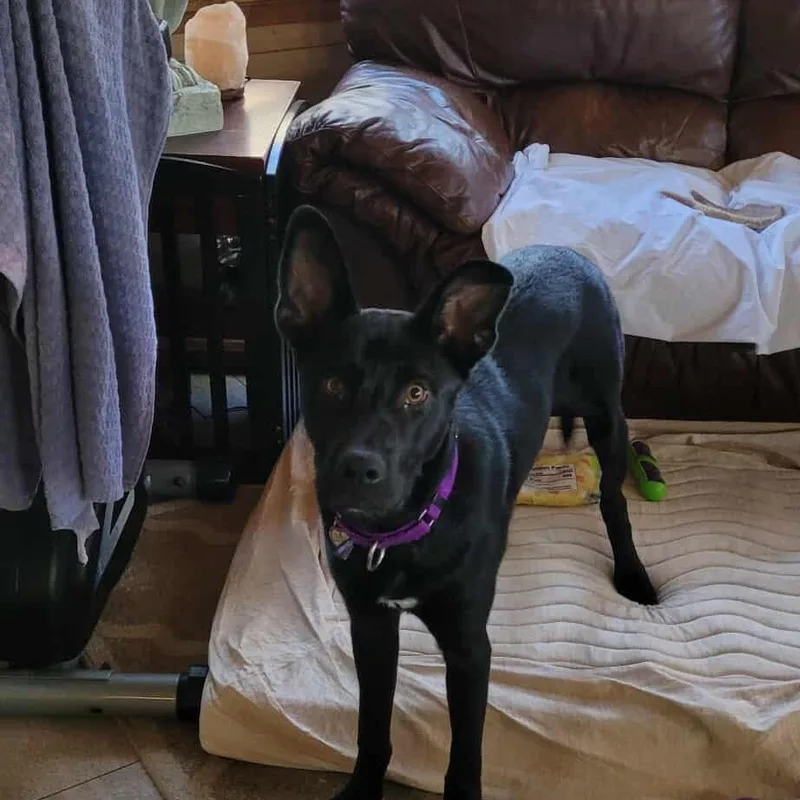 Nikko Smith thumbnail 2