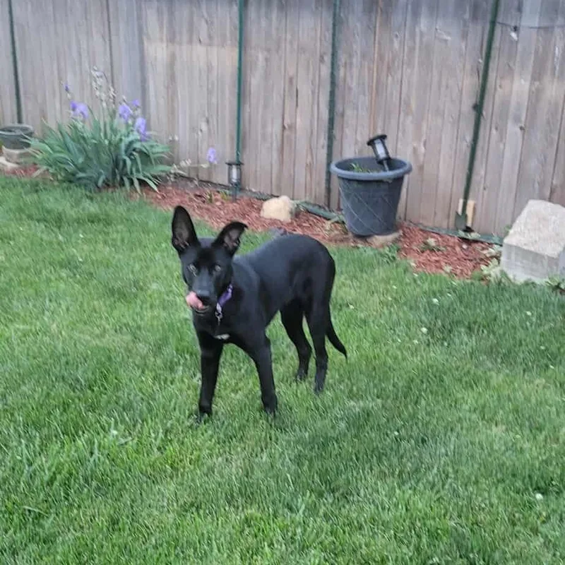 Nikko Smith thumbnail 3