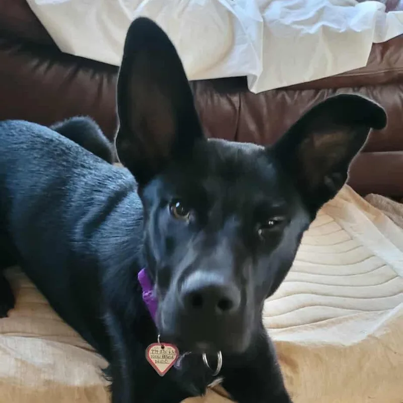 Nikko Smith thumbnail 4