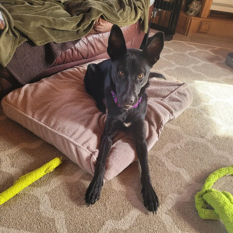 Nikko Smith thumbnail 5