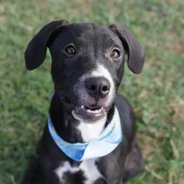 A young medium-sized female Retriever dog named Marsh for adoption in San Antonio, TX