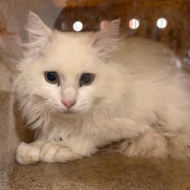 A young medium-sized female White Domestic Short Hair cat named 70858 for adoption in Harrisonburg, VA