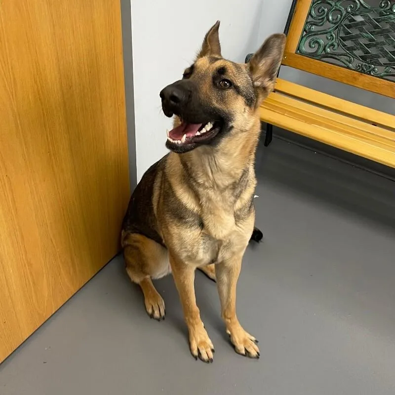 A young large-sized female German Shepherd Dog dog named Khaleesi for adoption in Roanoke, VA