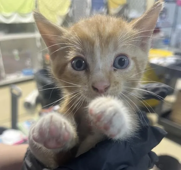 A baby small-sized female Domestic Short Hair cat named Fly Eagles Fly for adoption in San Diego, CA