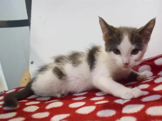 A baby small-sized male Domestic Short Hair cat named Oscar for adoption in Sacramento, CA
