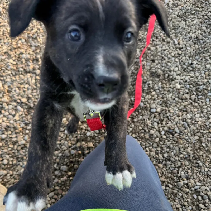 Koda