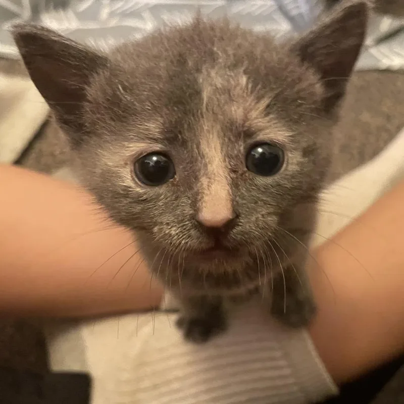 A baby small-sized female Gray / Blue / Silver Domestic Short Hair cat named Mustard for adoption in Hamilton, GA