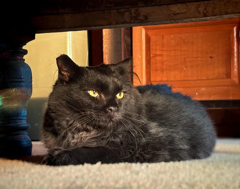 Salem thumbnail 5