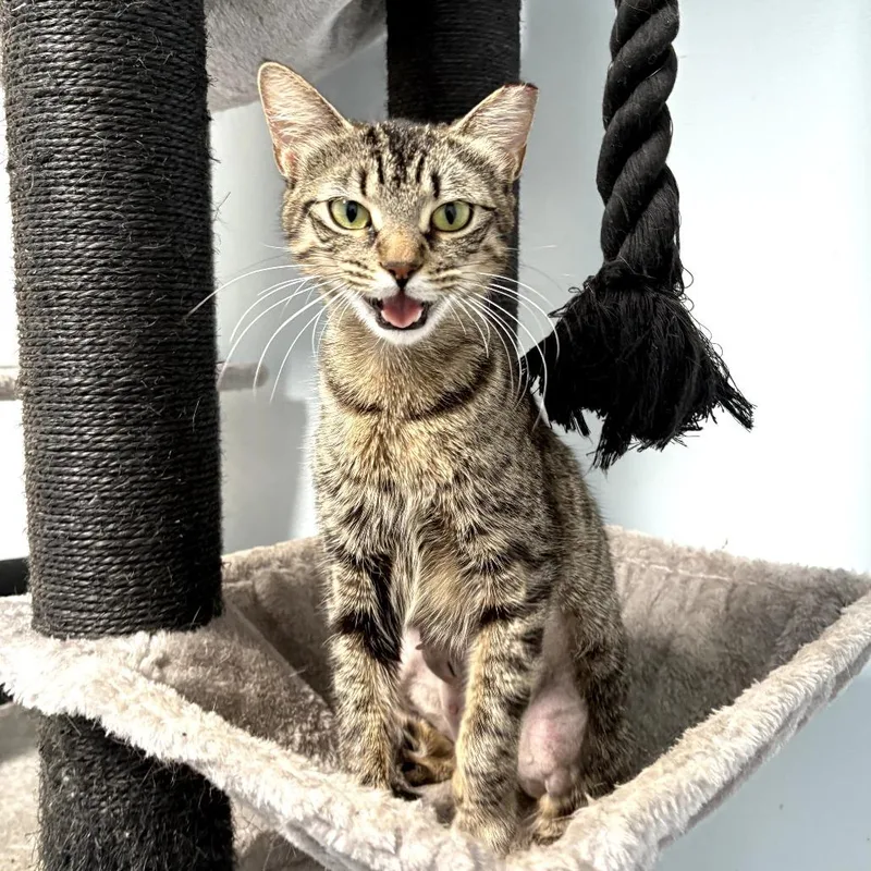 An adult medium-sized female Brown / Chocolate Domestic Short Hair cat named Sprinkles for adoption in Melrose, FL