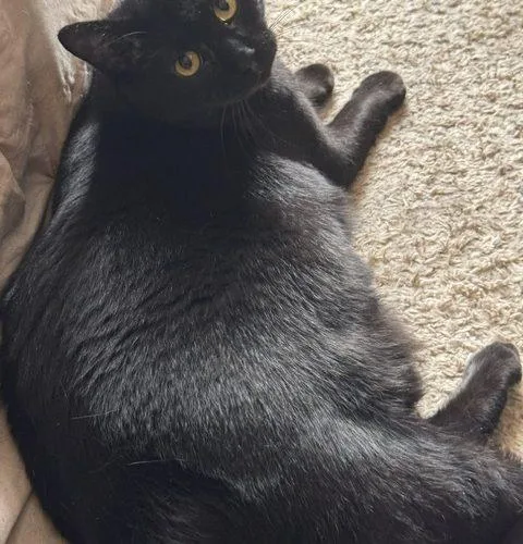 A young medium-sized male Black Domestic Short Hair cat named Midnight Sasha for adoption in Seven Valleys, PA