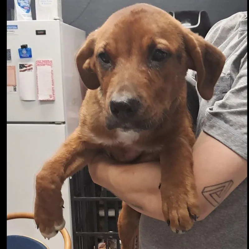 A baby medium-sized female Brown / Chocolate Hound dog named Ava for adoption in Hollister, MO