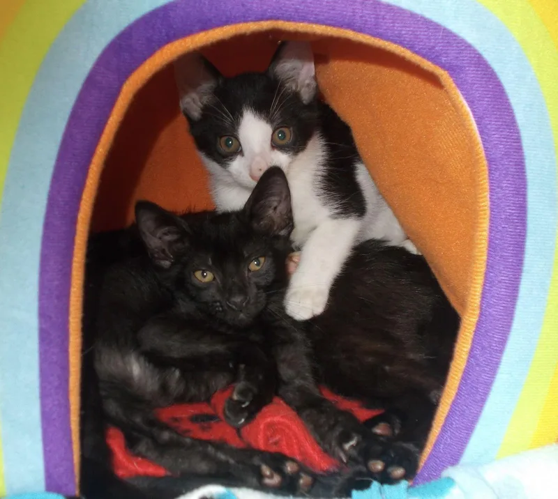A baby medium-sized male American Shorthair cat named Mason for adoption in Naples, FL