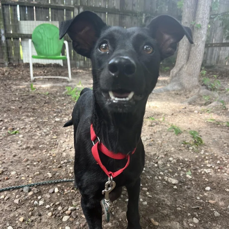 A young medium-sized female Black Terrier dog named Twizzler for adoption in Spring, TX