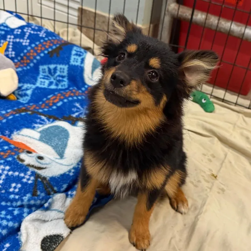 A baby small-sized female Black Mixed Breed dog named Posie for adoption in Titusville, FL