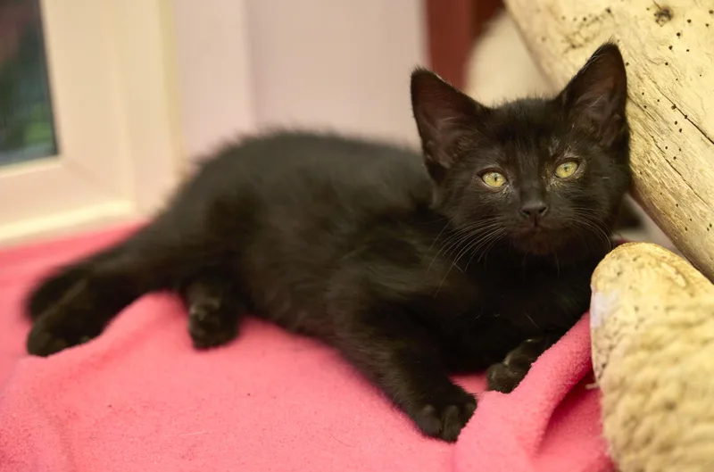 A baby medium-sized female Domestic Short Hair cat named Kiwi for adoption in Santa Barbara, CA