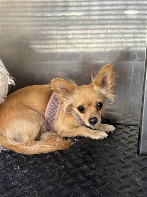 An adult small-sized female Chihuahua dog named A for adoption in Rancho Cucamonga, CA