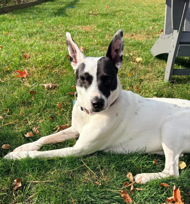 An adult medium-sized female Mixed Breed dog named Cutie Pie for adoption in Highland, NY