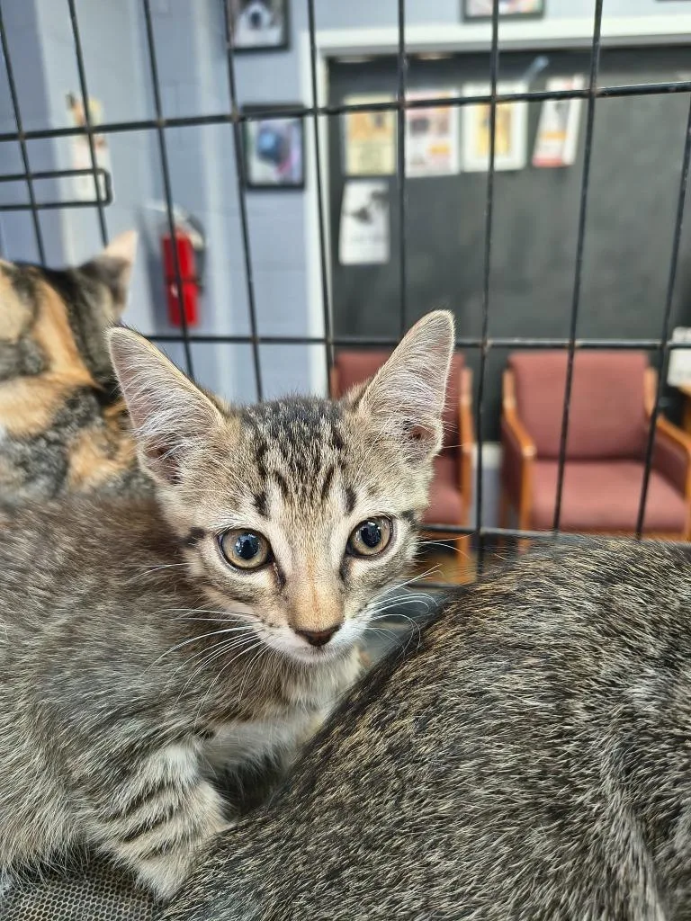 A baby large-sized male Domestic Short Hair cat named Wakko for adoption in Brownwood, TX
