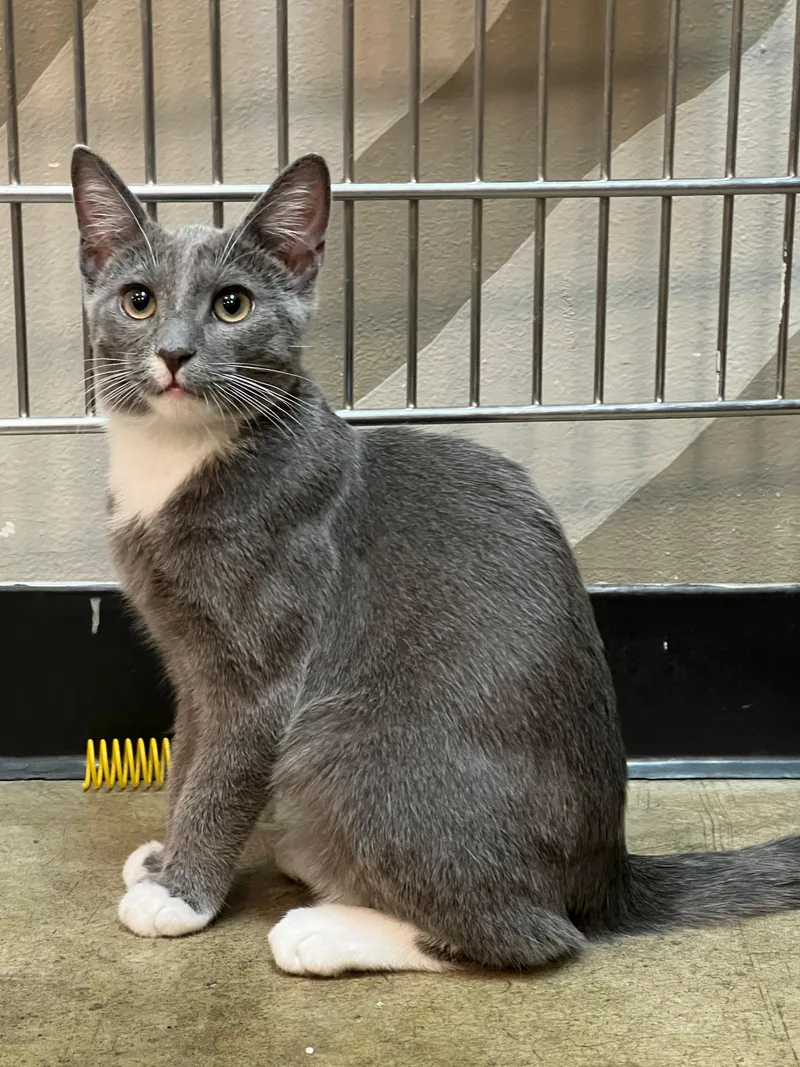A baby medium-sized male Gray / Blue / Silver Russian Blue cat named Mittens for adoption in Woodinville, WA