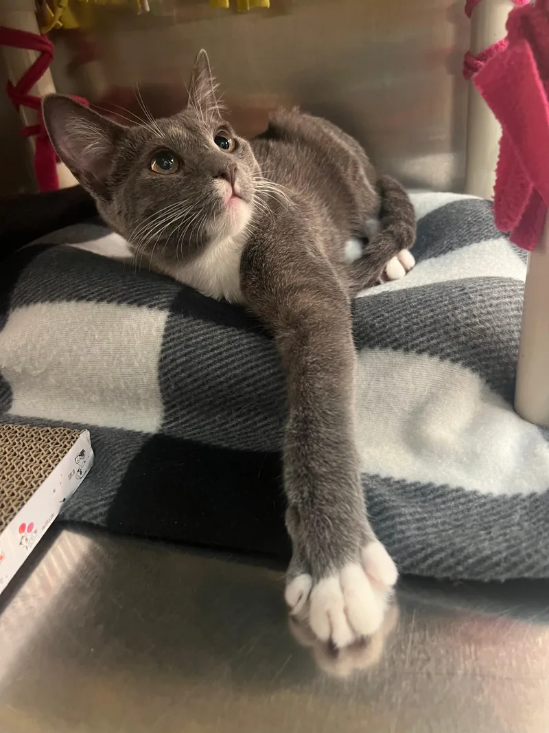 Mittens thumbnail 2