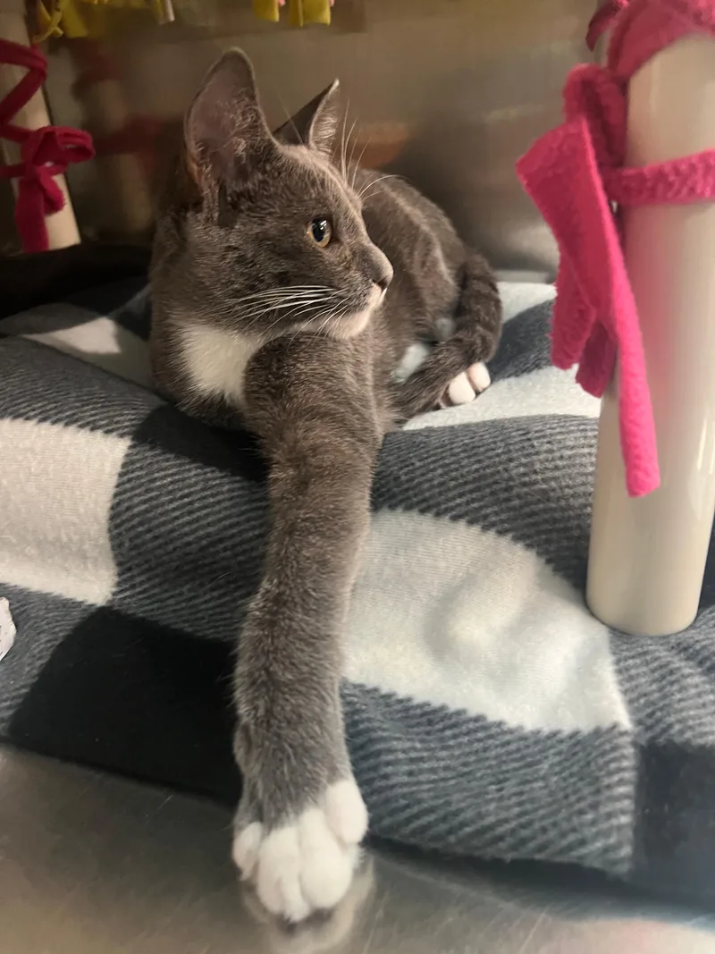 Mittens thumbnail 4