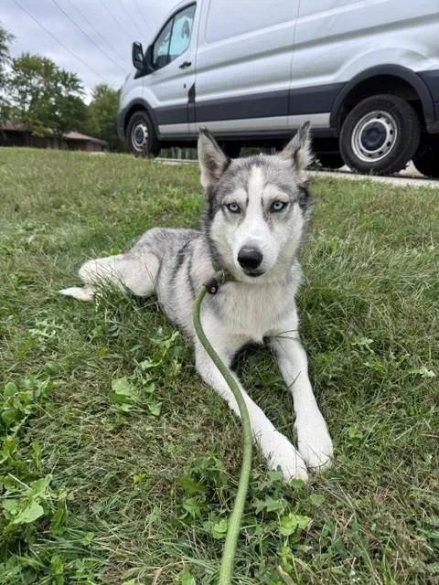 An adult medium-sized female Siberian Husky dog named Willow for adoption in Urbana, IL