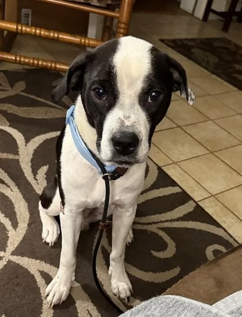 A young medium-sized male Mixed Breed dog named Calvin for adoption in Jacksonville, FL