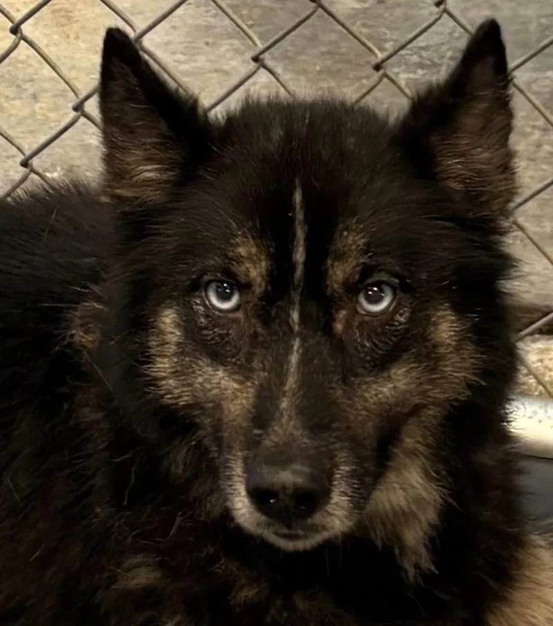 A young medium-sized female Black Husky dog named Tristen HOLD for adoption in Canton, OH