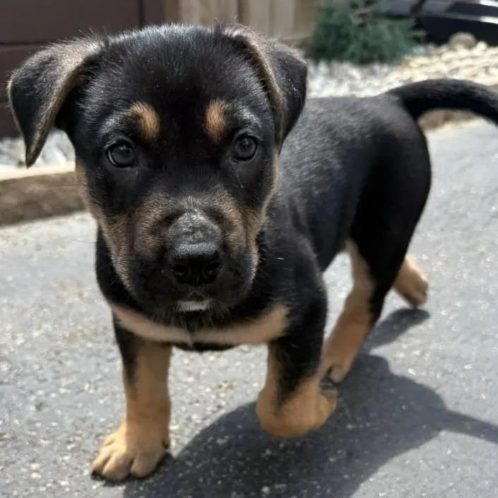 A baby medium-sized male German Shepherd Dog dog named Finley for adoption in Columbus, OH