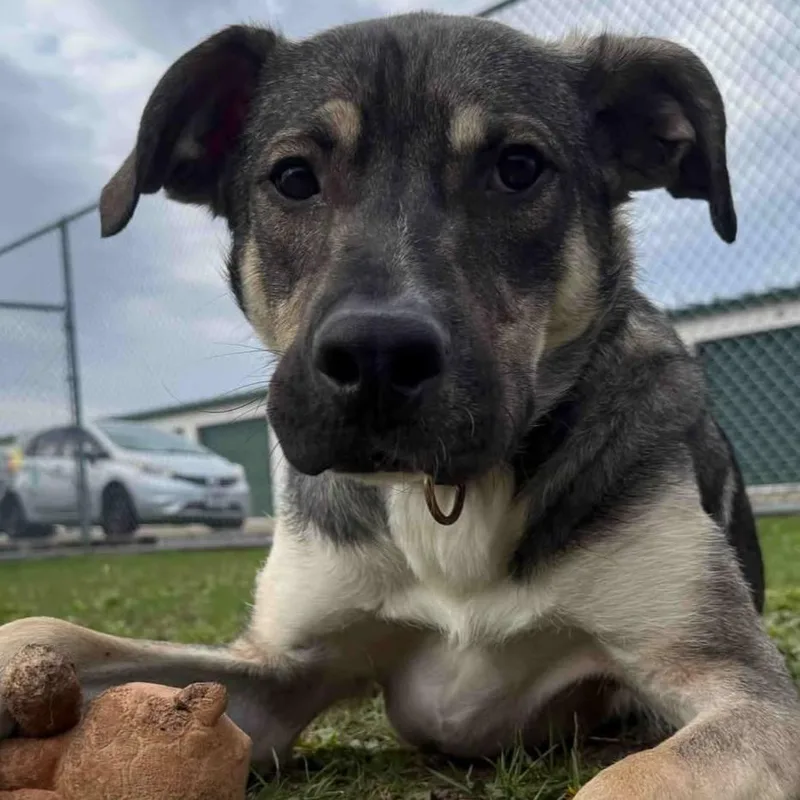 An adult large-sized male Tricolor (Brown, Black, & White) Mixed Breed dog named Artie for adoption in Normal, IL