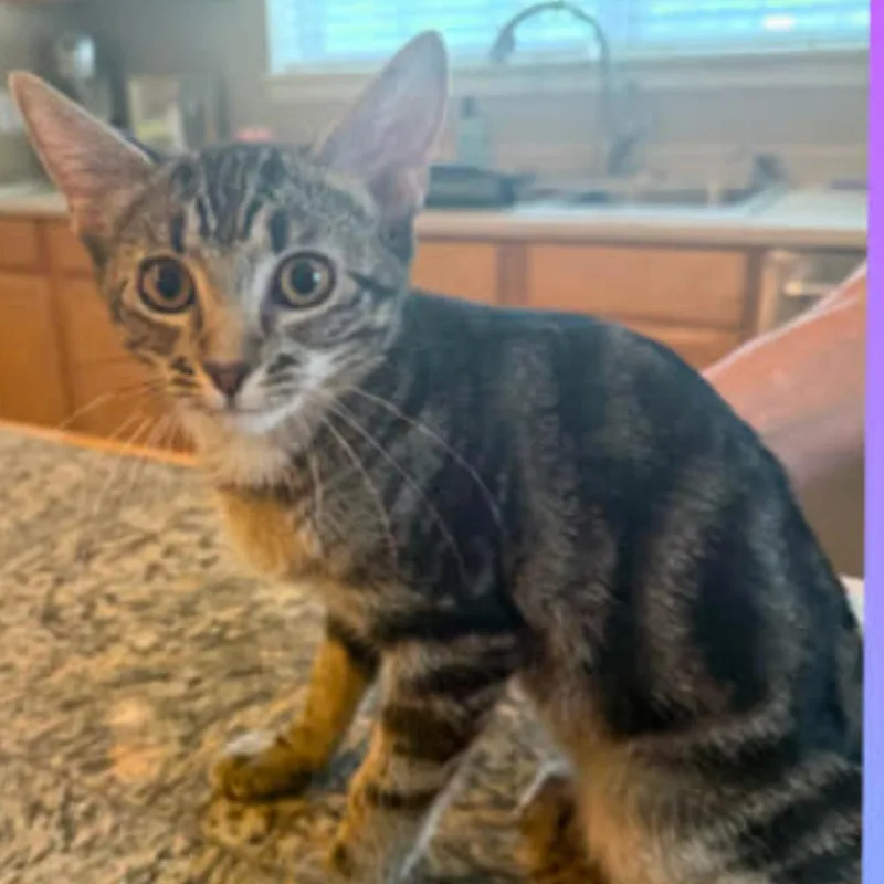 A young medium-sized female American Shorthair cat named Terri for adoption in mount vernon, AR