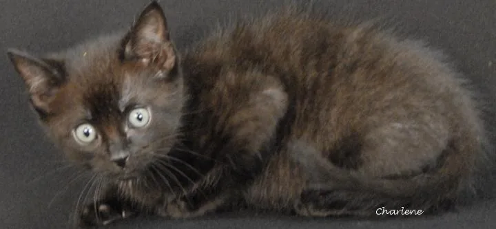 A baby medium-sized female Black Domestic Short Hair cat named Cassette for adoption in Newland, NC