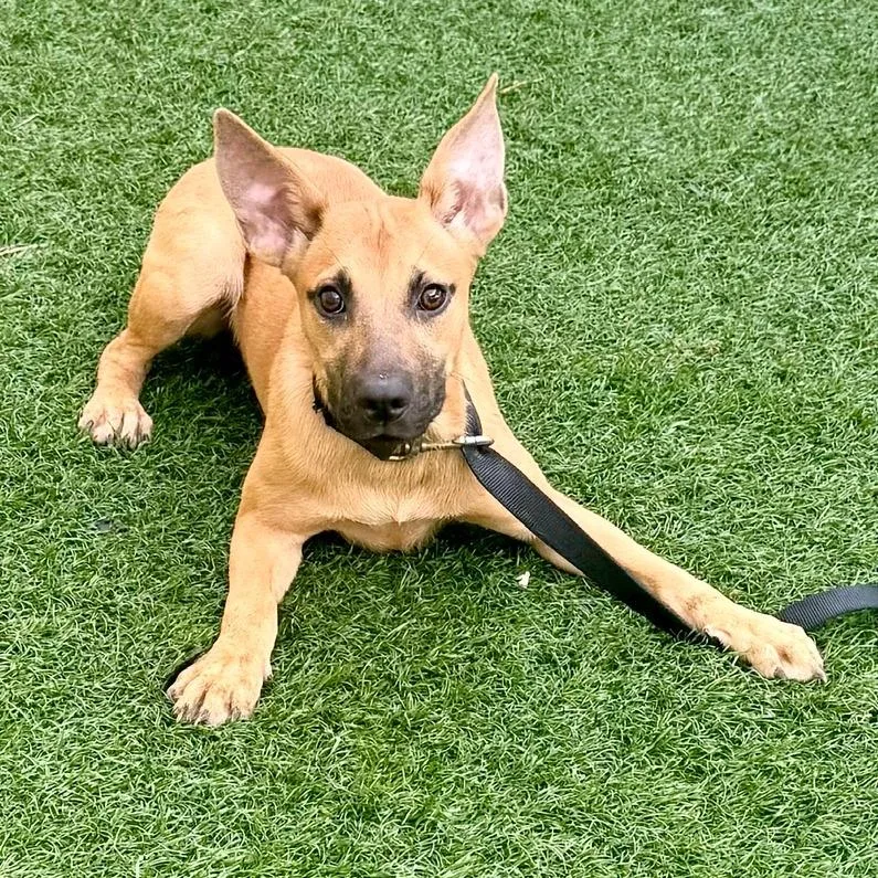 A baby small-sized female Mixed Breed dog named Butterscotch for adoption in Bennettsville, SC