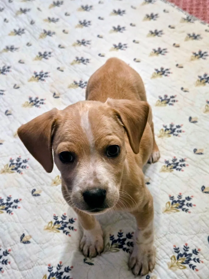 A baby small-sized male Apricot / Beige Beagle dog named Duncan for adoption in Newfoundland, NJ