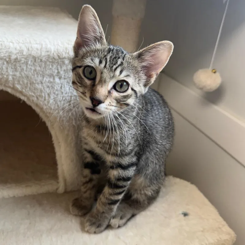 A young small-sized male Brown / Chocolate Domestic Short Hair cat named Alakay for adoption in Milford, IA
