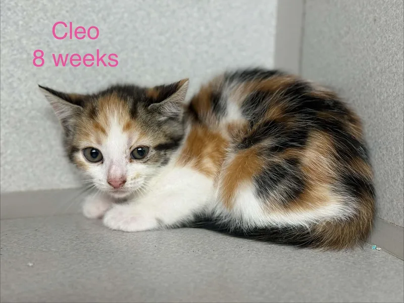 Cleo