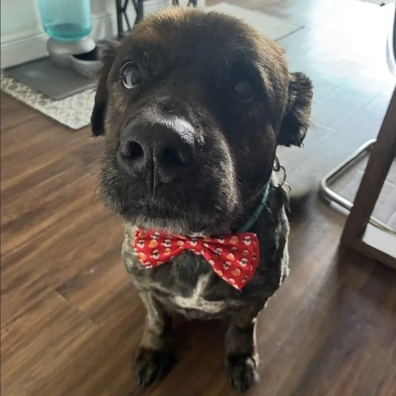 A senior large-sized male Brindle Mixed Breed dog named Zeus for adoption in West Palm Beach, FL