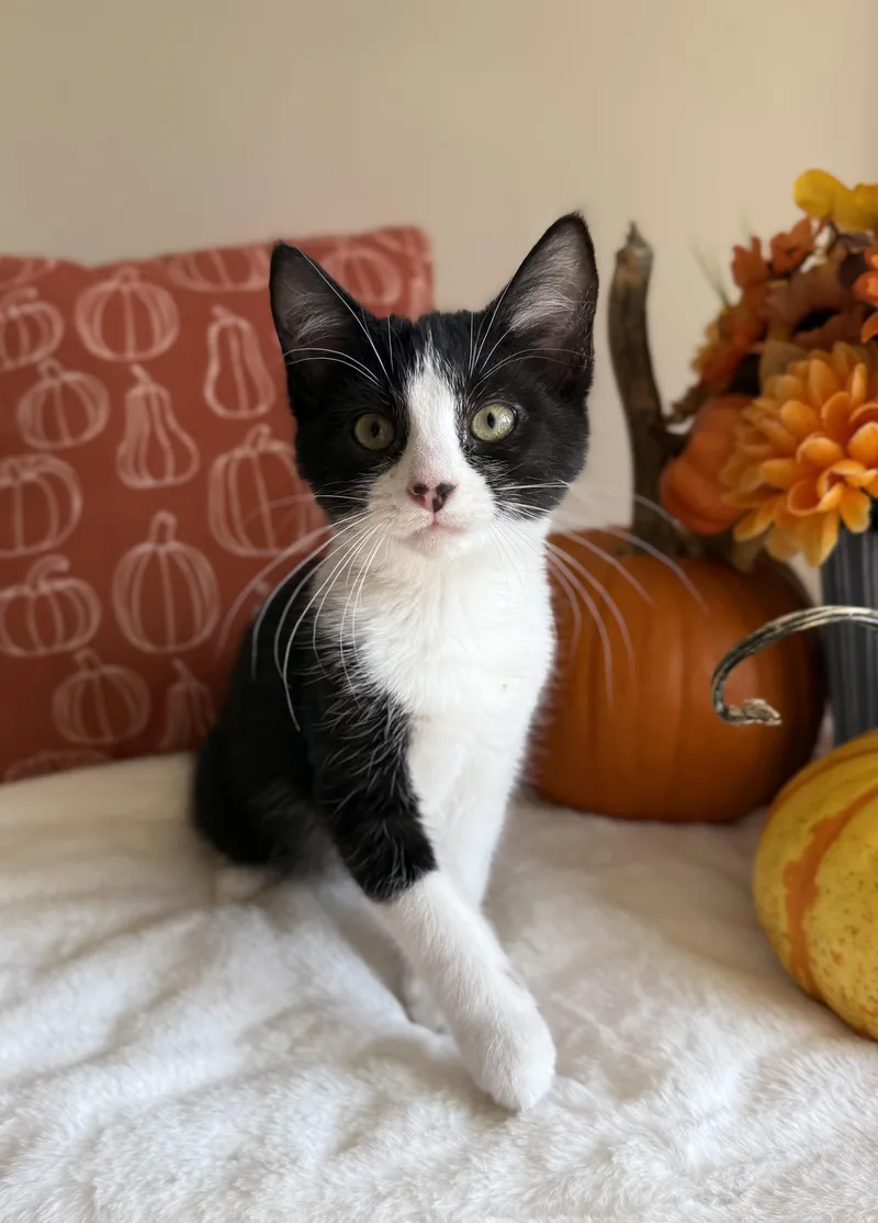 A young medium-sized male Domestic Short Hair cat named Plutarch for adoption in Manchester, MD