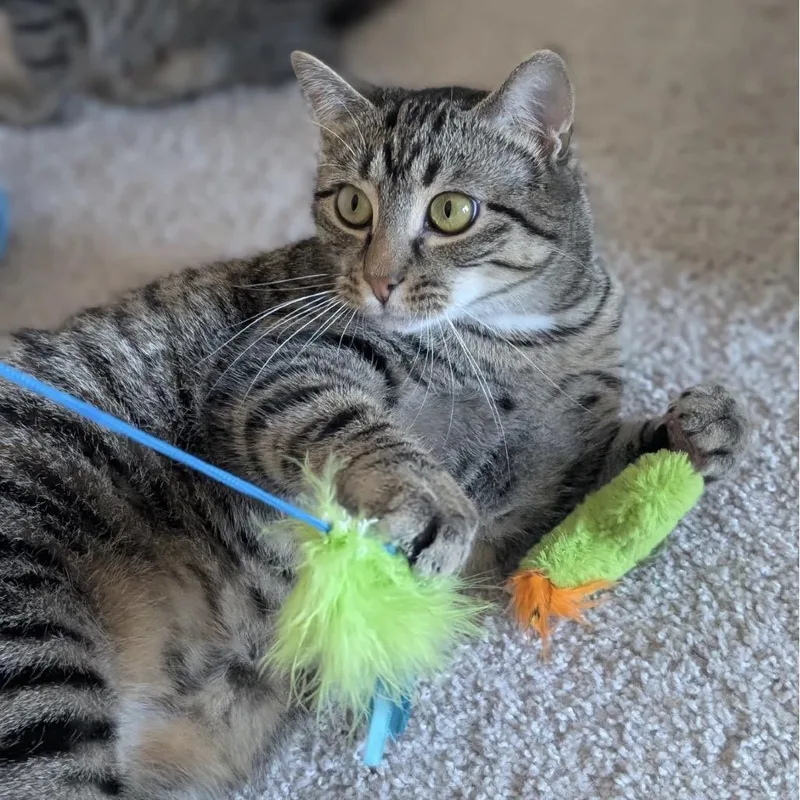 An adult medium-sized female Domestic Short Hair cat named Daisy And Peach for adoption in Stokesdale, NC