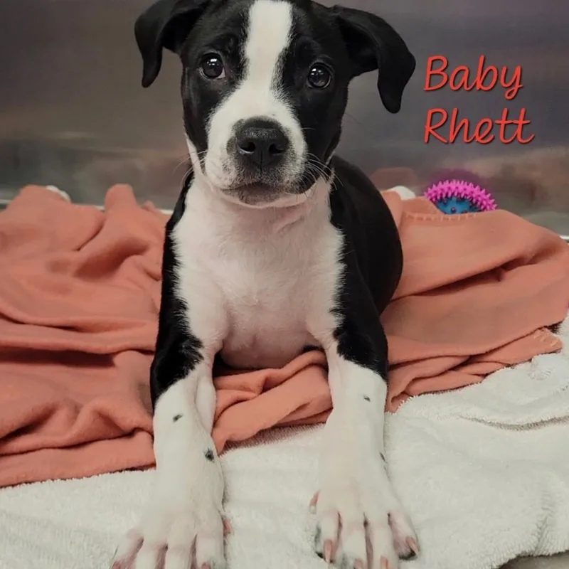 Baby Rhett