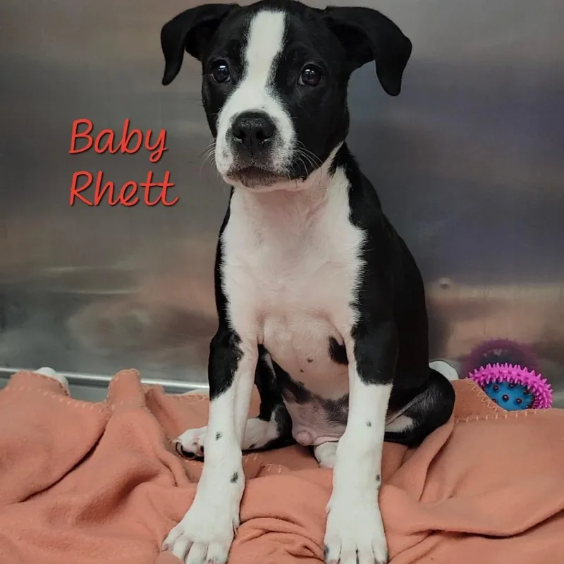 Baby Rhett thumbnail 2