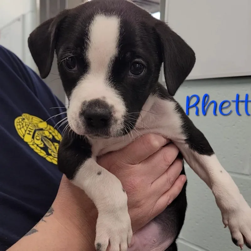 Baby Rhett thumbnail 3