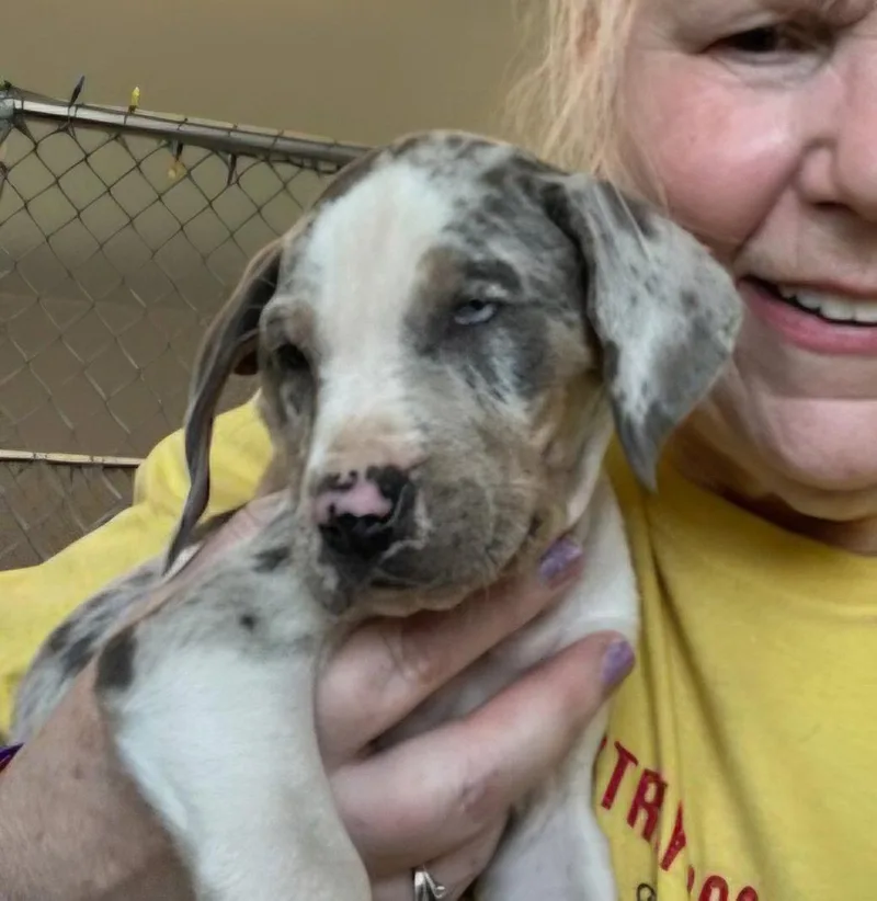 A young large-sized male Catahoula Leopard Dog dog named Sirus for adoption in Gun Barrel City, TX