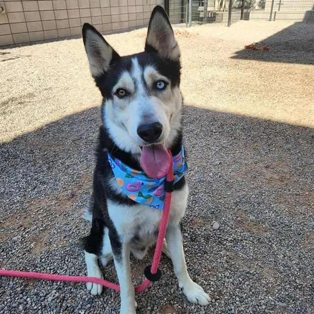 An adult large-sized male Husky dog named Toby for adoption in Phoenix, AZ