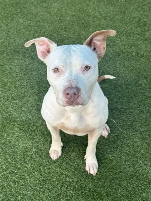 An adult medium-sized female Mixed Breed dog named Peanut for adoption in Dallas, TX