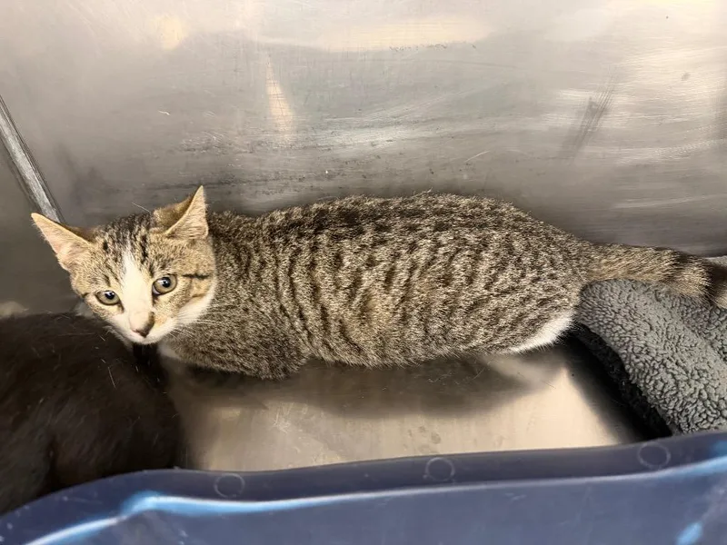 A baby small-sized female Domestic Short Hair cat named Tikka for adoption in Glenfield, NY